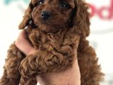 Ankaranın Yasal Üretim Çiftliği Petmode Den Kore Toy Poodle