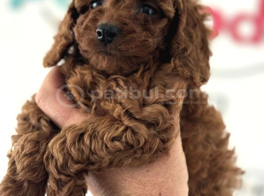 Ankaranın Yasal Üretim Çiftliği Petmode Den Kore Toy Poodle görsel