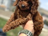 Ankaranın Yasal Üretim Çiftliği Petmode Den Kore Toy Poodle