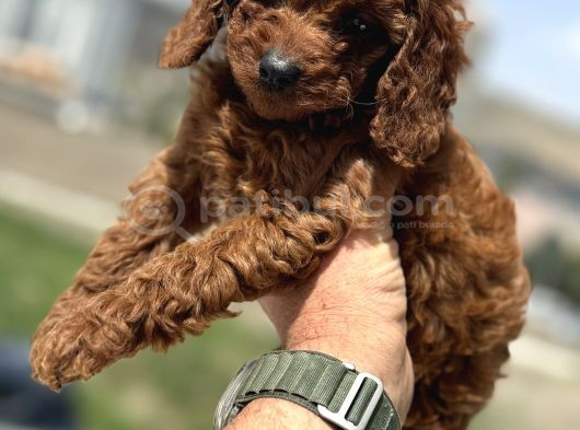 Ankaranın Yasal Üretim Çiftliği Petmode Den Kore Toy Poodle görsel