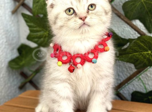 Safkan Sürme Gözlü Si̇lver Erkek Bebe görsel