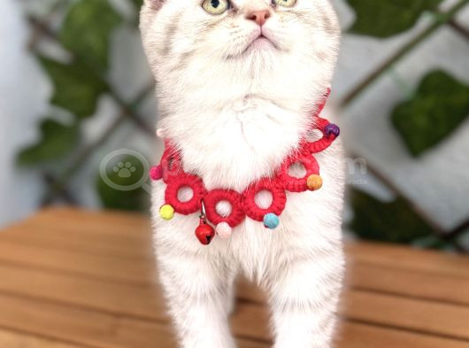 Safkan Sürme Gözlü Si̇lver Erkek Bebe görsel
