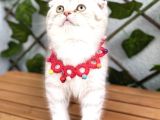 Safkan Sürme Gözlü Si̇lver Erkek Bebe