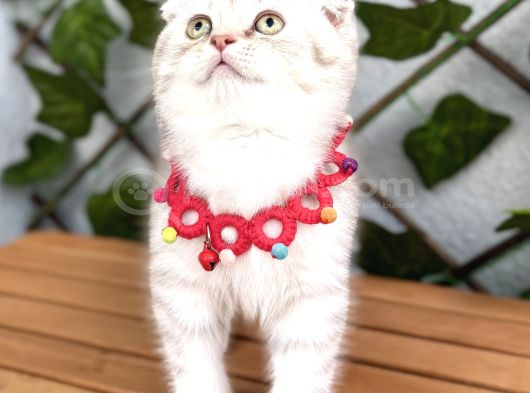 Safkan Sürme Gözlü Si̇lver Erkek Bebe görsel