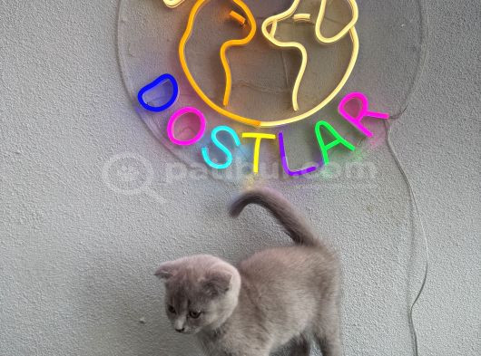Sağlik Garanti̇li̇ Ve Uygun görsel