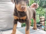 Kızıl Kallitenin Zirvesi  Doberman Yavrular