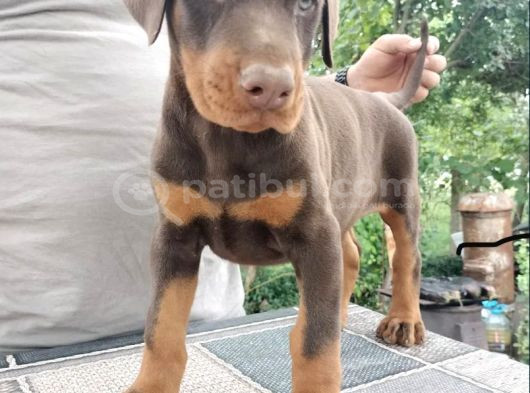 Kızıl Kallitenin Zirvesi  Doberman Yavrular görsel