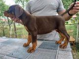Kızıl kallitenin zirvesi  doberman yavrular