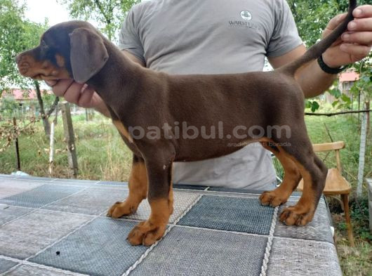 Kızıl Kallitenin Zirvesi  Doberman Yavrular