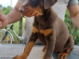 Kızıl Kallitenin Zirvesi  Doberman Yavrular