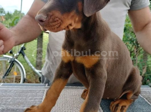 Kızıl Kallitenin Zirvesi  Doberman Yavrular görsel