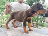Kızıl Kallitenin Zirvesi  Doberman Yavrular