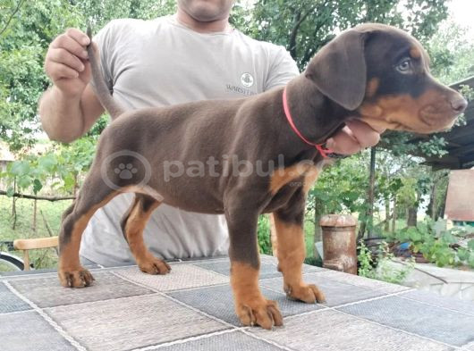 Kızıl Kallitenin Zirvesi  Doberman Yavrular görsel