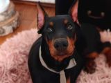 Siyahın asaleti king boy doberman yavrular