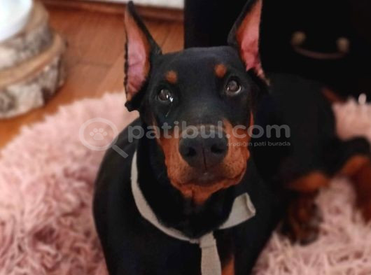 Siyahın Asaleti King Boy Doberman Yavrular