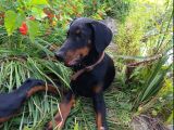 Siyahın Asaleti King Boy Doberman Yavrular