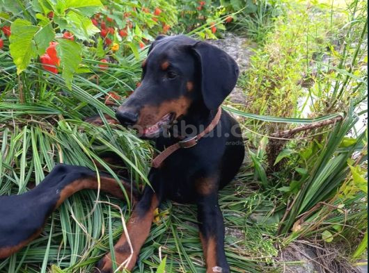 Siyahın Asaleti King Boy Doberman Yavrular görsel
