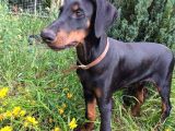 Siyahın Asaleti King Boy Doberman Yavrular