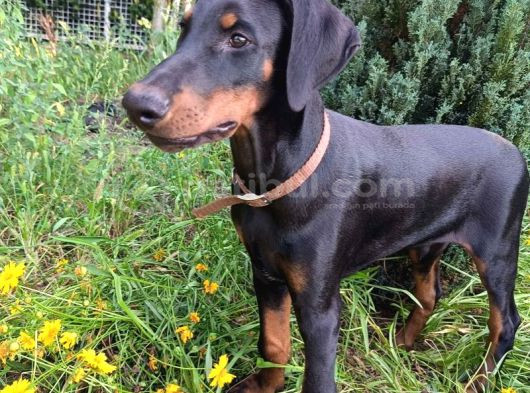Siyahın Asaleti King Boy Doberman Yavrular görsel