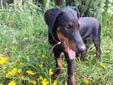 Siyahın Asaleti King Boy Doberman Yavrular