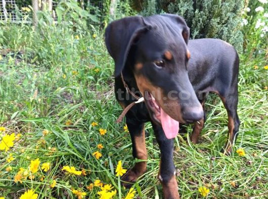 Siyahın Asaleti King Boy Doberman Yavrular görsel