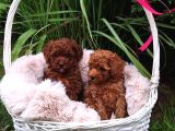 Irkının Tüm Özelliklerini Taşıyan Toy Poodle