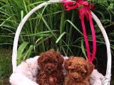 Irkının Tüm Özelliklerini Taşıyan Toy Poodle