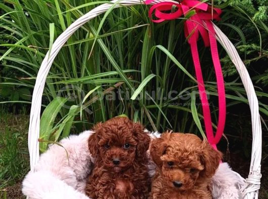 Irkının Tüm Özelliklerini Taşıyan Toy Poodle görsel