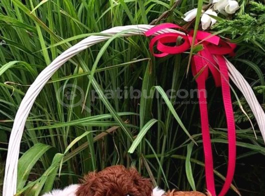 Irkının Tüm Özelliklerini Taşıyan Toy Poodle görsel