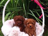 Irkının tüm özelliklerini taşıyan Toy poodle