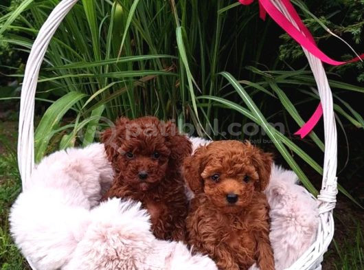 Irkının Tüm Özelliklerini Taşıyan Toy Poodle