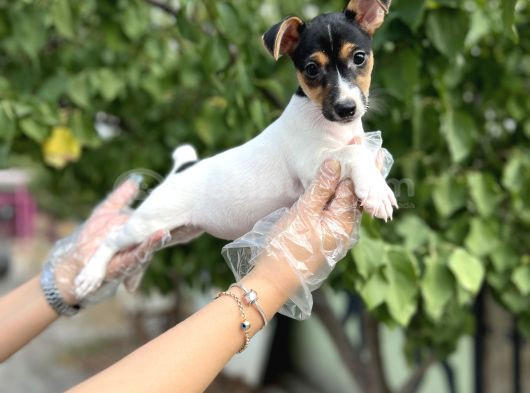 Kısa Bacak Kısa Kuyruk Jack Russel Terrier görsel