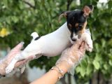 Kısa Bacak Kısa Kuyruk Jack Russel Terrier