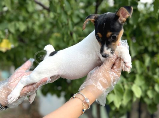 Kısa Bacak Kısa Kuyruk Jack Russel Terrier görsel
