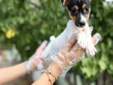 Kısa Bacak Kısa Kuyruk Jack Russel Terrier