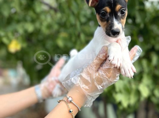 Kısa Bacak Kısa Kuyruk Jack Russel Terrier görsel