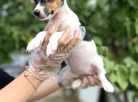 Kısa Bacak Kısa Kuyruk Jack Russel Terrier görsel