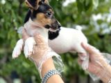Kısa Bacak Kısa Kuyruk Jack Russel Terrier