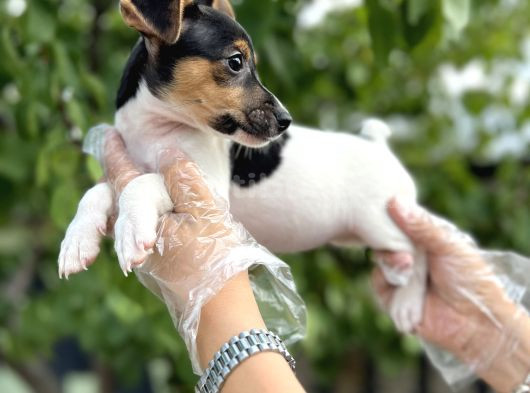 Kısa Bacak Kısa Kuyruk Jack Russel Terrier görsel