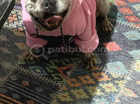French Buldog Ücretsiz Sahiplendirme görsel