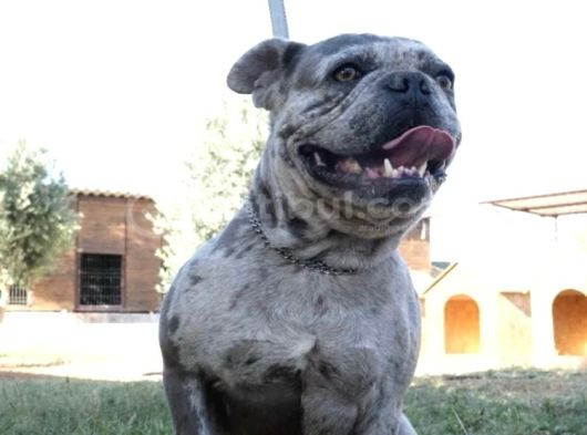 French Buldog Ücretsiz Sahiplendirme