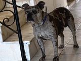 French Buldog Ücretsiz Sahiplendirme