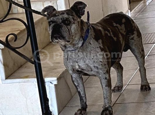 French Buldog Ücretsiz Sahiplendirme görsel