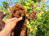 TOY POODLE ANNE ALTINDAN