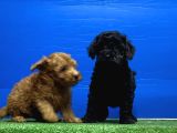 Siyah Inciler Irkının En Güzeli Toy Poodle