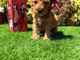 Petmode Köpek Çiftliğinde Ziyarete Açık Kore Maltipoo