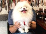 Teddy Face Anne Ve Baba Yanından Pomeranian Yavrular