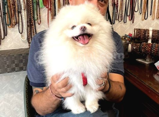 Teddy Face Anne Ve Baba Yanından Pomeranian Yavrular görsel