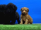 Siyah Inciler Irkının En Güzeli Toy Poodle