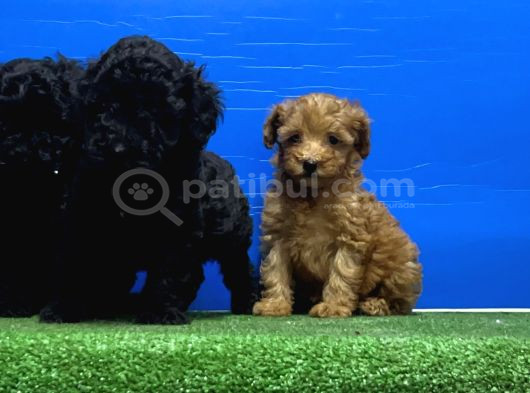 Siyah Inciler Irkının En Güzeli Toy Poodle görsel